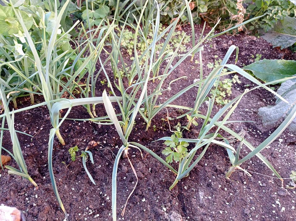 Lee más sobre el artículo El huerto de Quart de Poblet va floreciendo